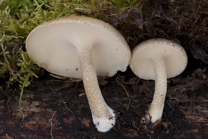 Polyporus ciliatus